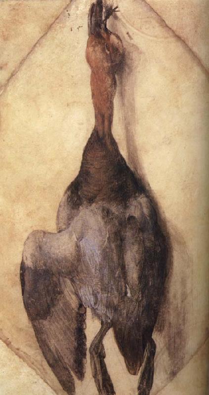 Albrecht Durer A Duck China oil painting art